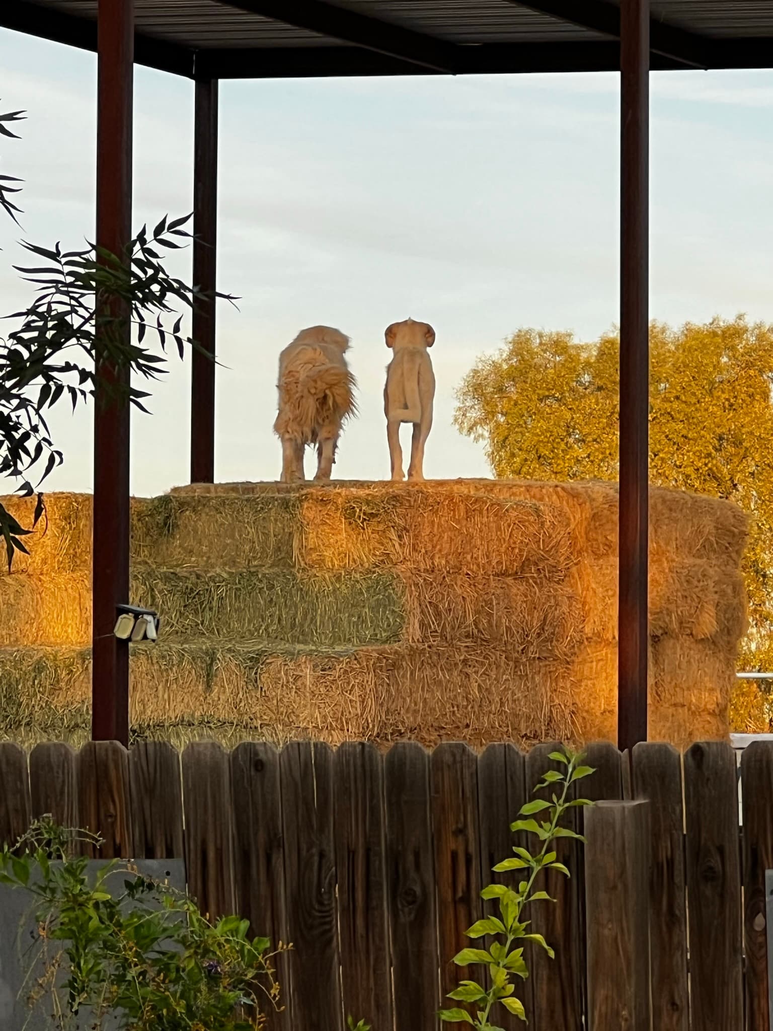 Ahsum farm and two dogs