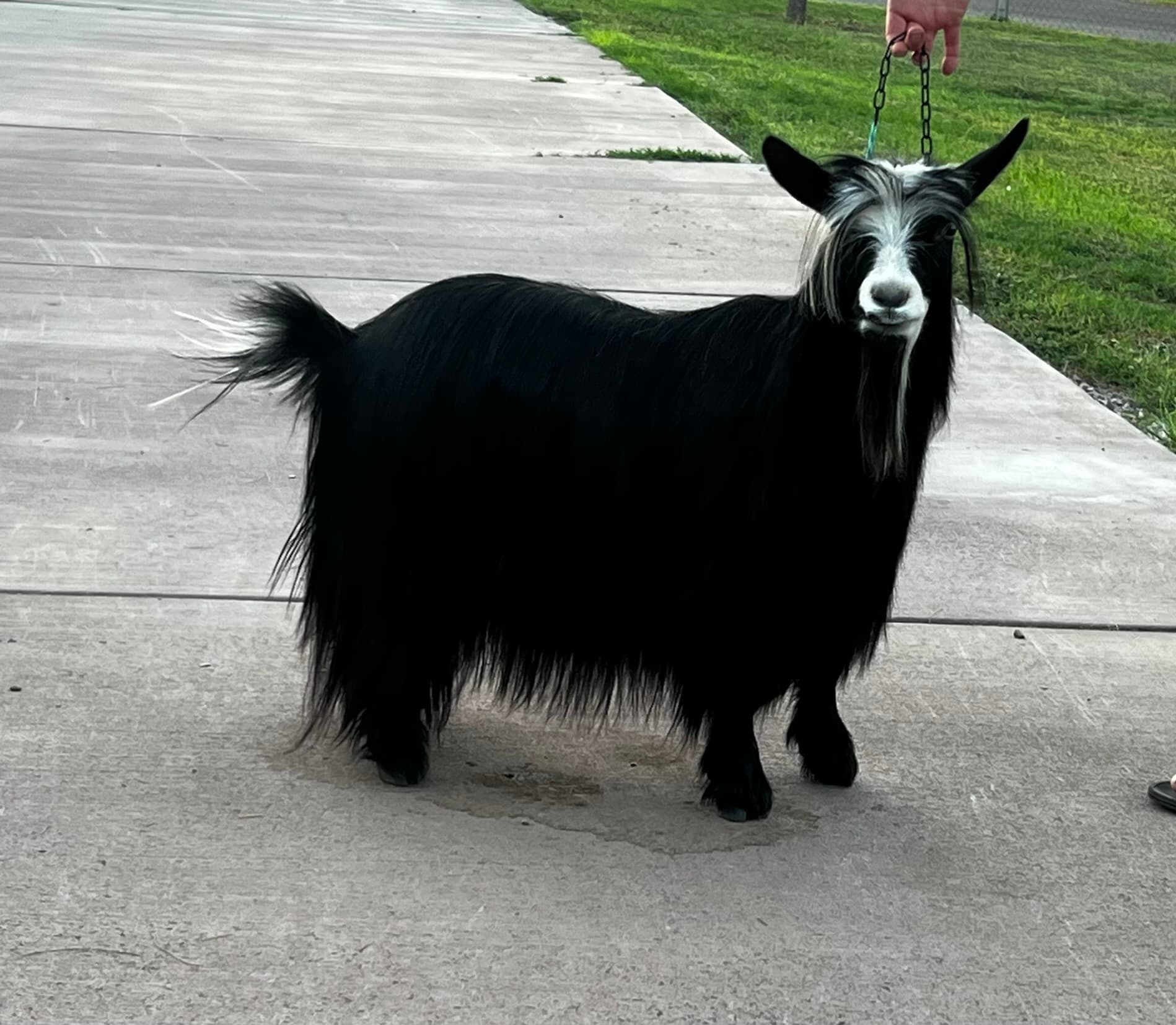 Bells Goats Bedhead